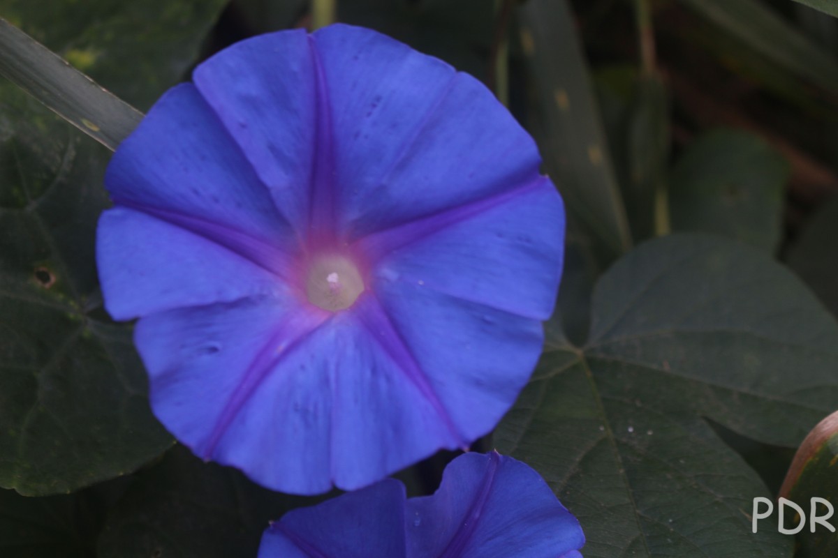 Ipomoea indica (Burm.) Merr.